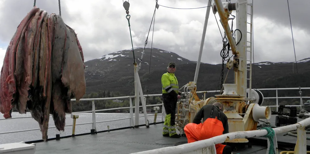 Birger Bjørkan i lossing av selskinn i Tjørvågen i Møre og Romsdal. Skinnene blir gjort om til sko ifølge skipper Bjørne Kvernmo.
