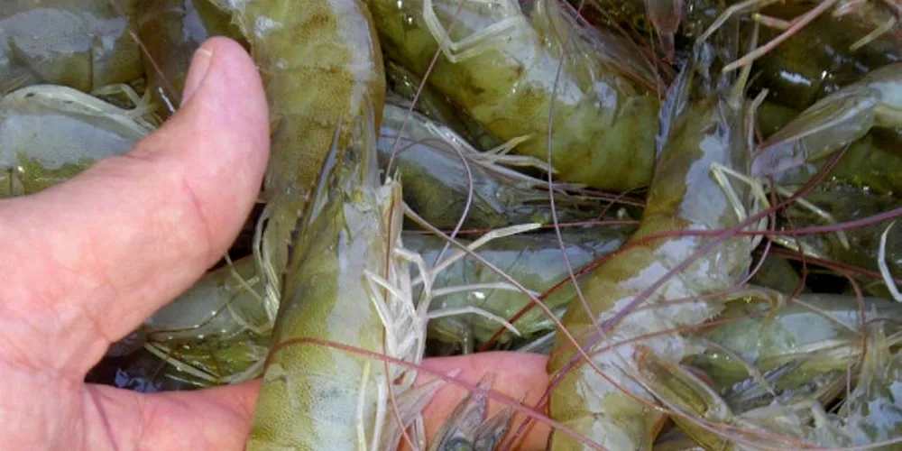Delta Blue Mexican farmed shrimp.