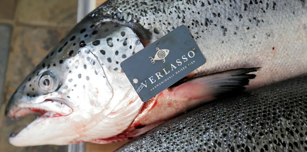 In the fall of 2013, the Verlasso brand of salmon became the first ocean-farmed salmon to make the Seafood Watch program's "yellow list" as a good alternative.