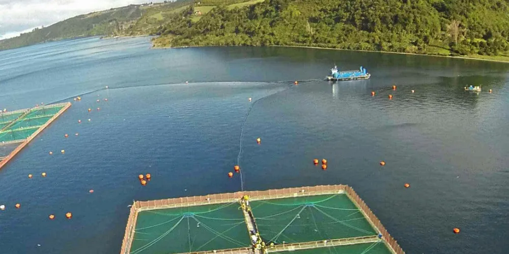Chilean salmon escape could cost Marine Harvest $7 million