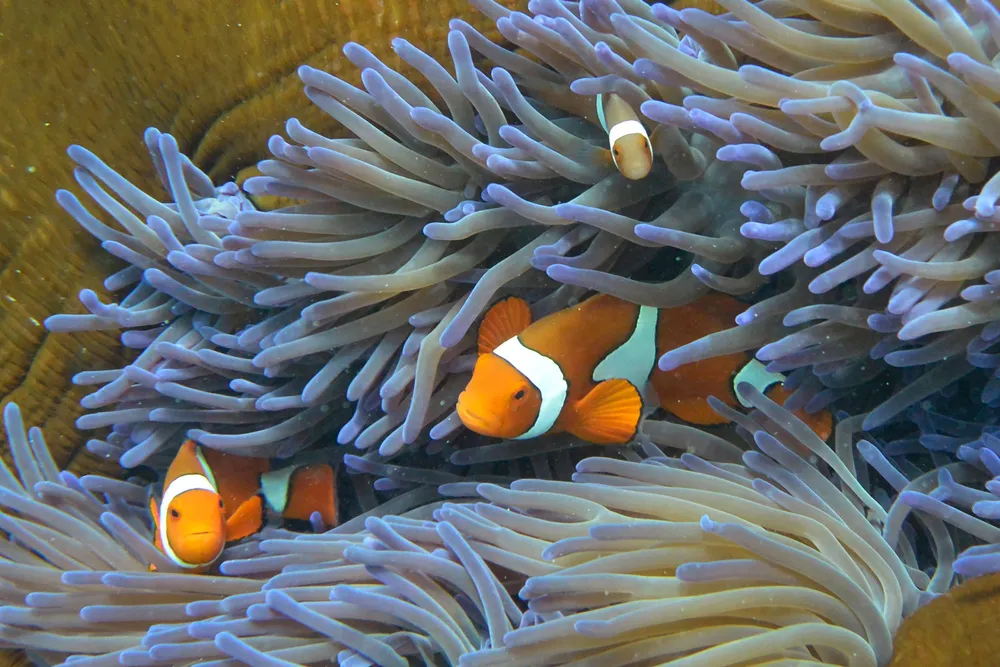 Alleged threat: the Australian Conservation Foundation claims Woodside Energy’s Scarborough gas project could impact the Great Barrier Reef
