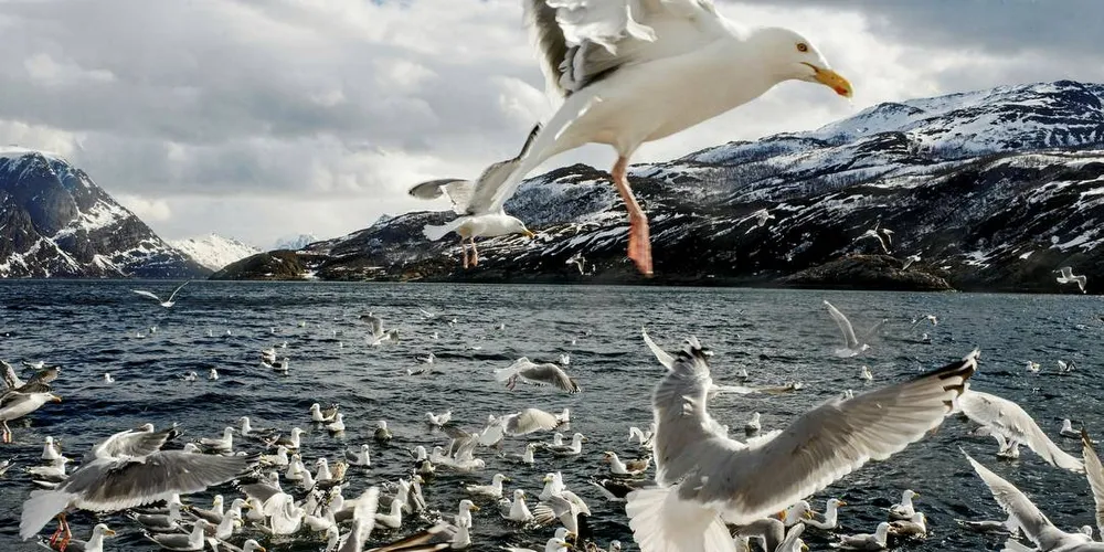 MANGLER MAT: Vi fisker opp maten for sjøfuglene, bringer fiskeavfall på land, dekker til søppelfyllinger og prøver å gjøre næringstilgangen for fuglene så vanskelig som mulig.
