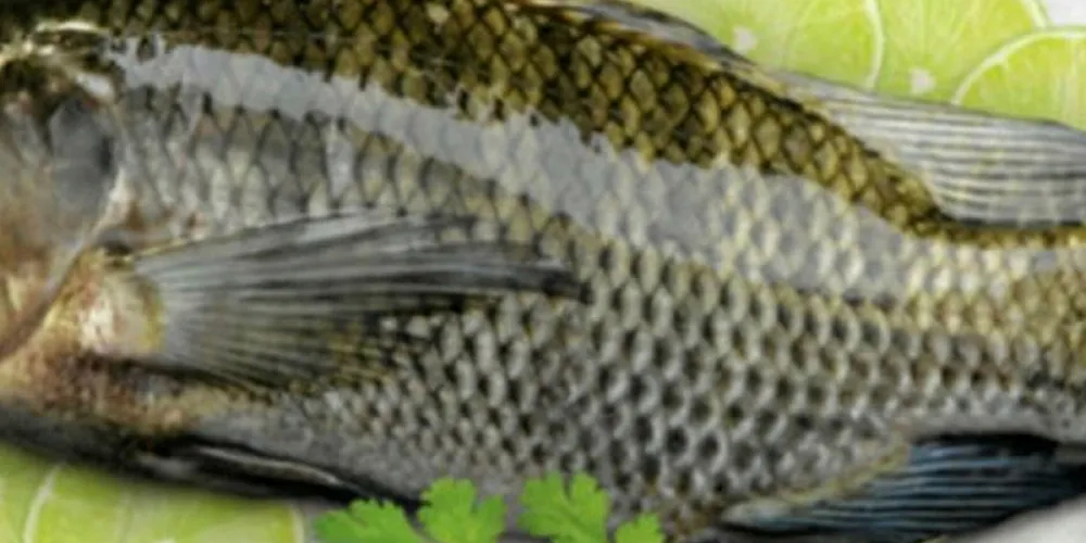 Regal Springs tilapia.