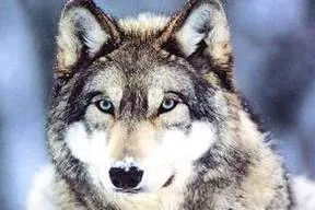 On the hunt: a grey wolf