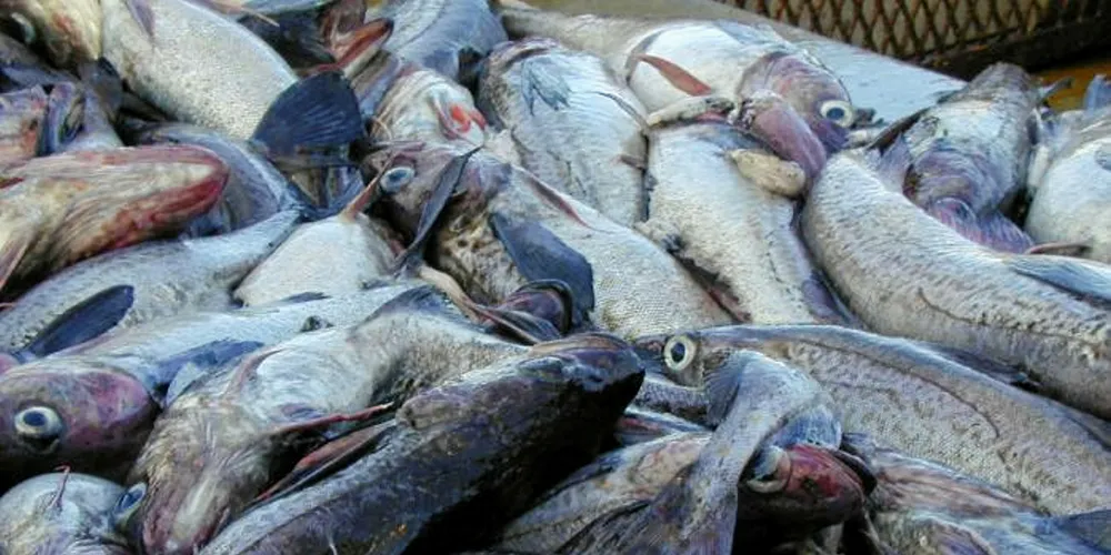 The US-China trade war continues to unsettle the seafood industry.