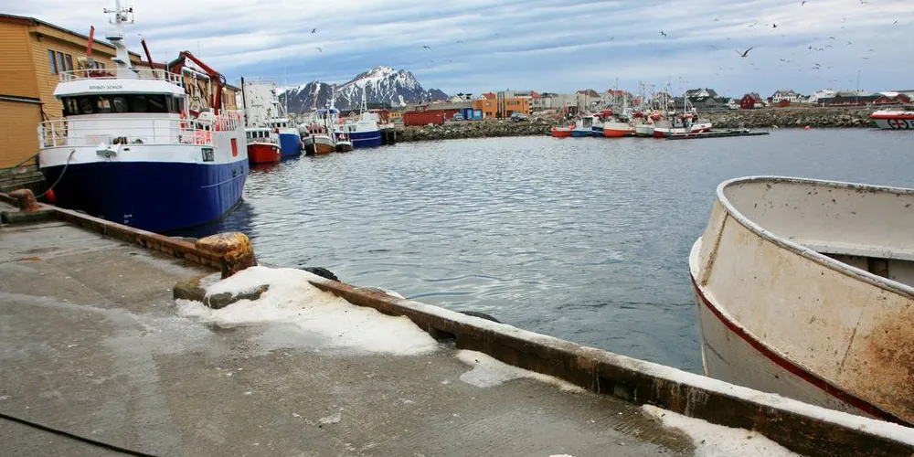 VANLIG UER: Havforskningsinstituttet er usikker på om en økning av vanlig uer i trålfisket etter snabeluer, er reell.Ill.foto: Terje Jensen