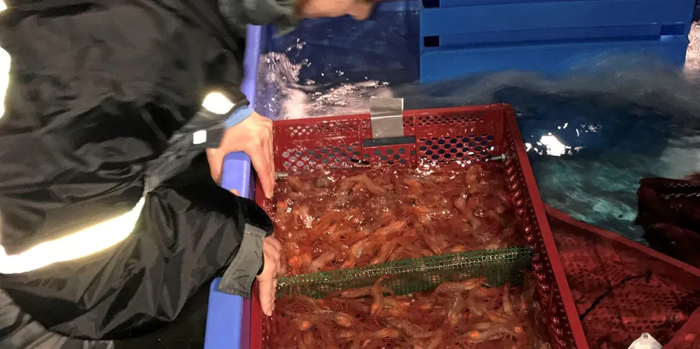 Forskarane håpar fleire vil prøve seg på med teiner i rekefiske.