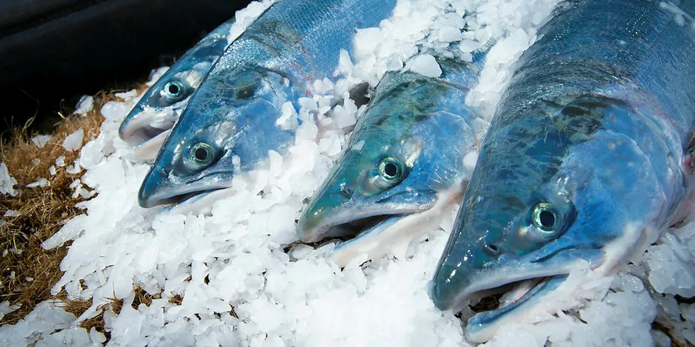 Will Copper River be put on ice again?