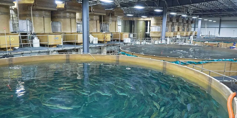 AquaBounty’s indoor grow-out tanks.