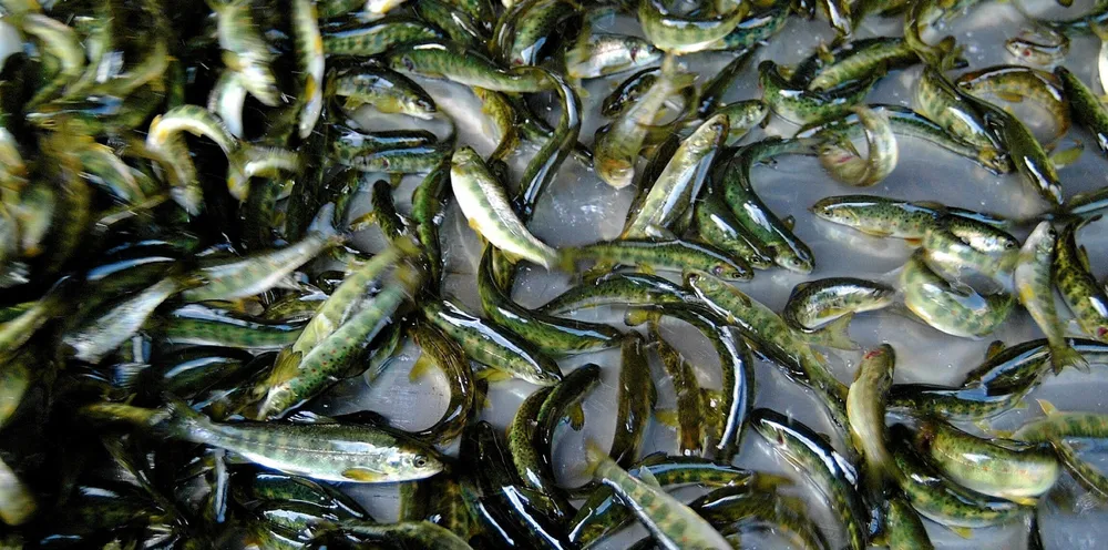 Smolt.