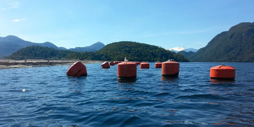 The 'serious charges' accuses the company of producing 3,800 metric tons more salmon than it is authorized as per its Environmental Qualification Resolution (RCA).