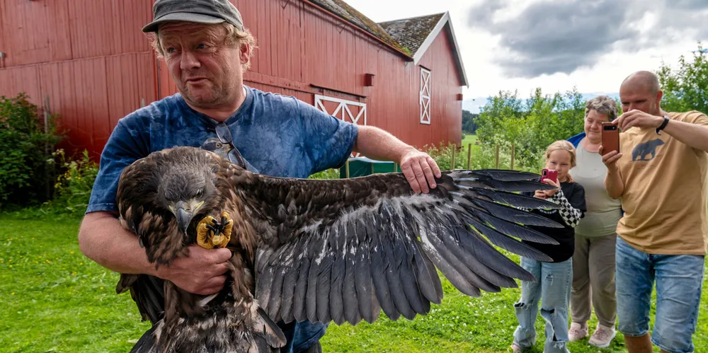 Denne havørnungen og 15 andre ble nylig sendt fra Trøndelag til Irland. Havørn flys fra Norge til Irland. Havørn.