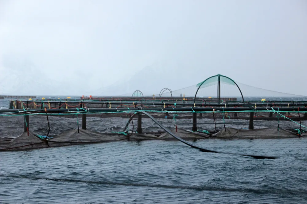 I november brukte norske lakse- og ørretprodusenter langt mer fôr enn i november 2023.