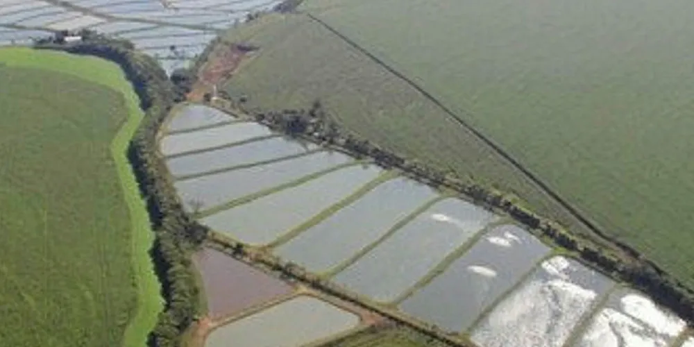 Paturi Piscicultura: Acquisition is boost for expansion plans