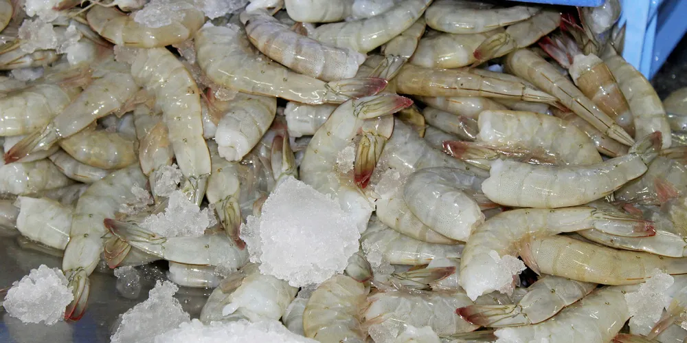 Ecuador shrimp processing plant. Songa.