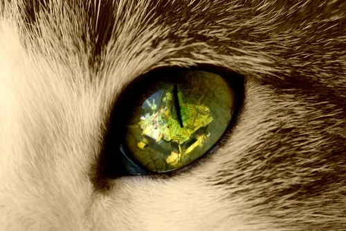 Eye on prize: Cat-D rigs