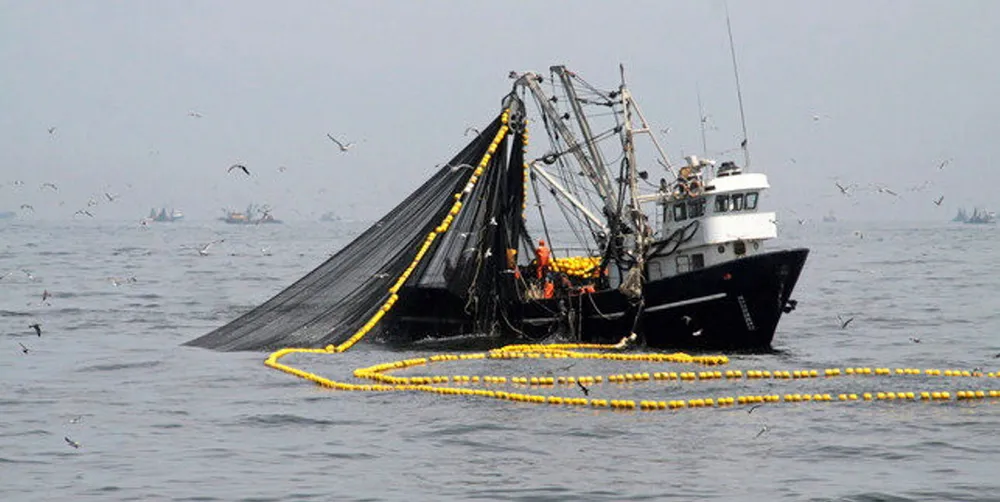 Peru anchovy fishing drew to a close with 90% of the quota taken.