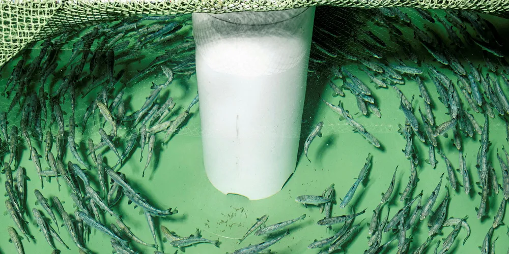 AquAdvantage Salmon juveniles in a tank.