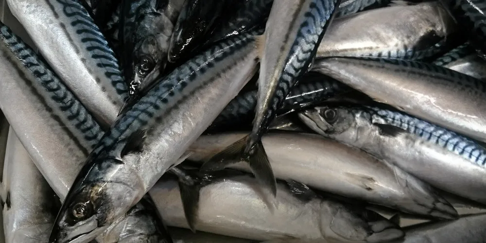 – Havforskningsinstituttet tar en vurdering på om det er bærekraftig å åpne fisket. Deretter tar vi en beslutning basert på den informasjonen vi får, sier Maja Brix til Fiskeribladet.