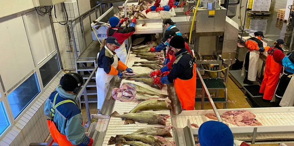 Produksjon hos Brødrene Karlsen på Husøy februar 2021.
