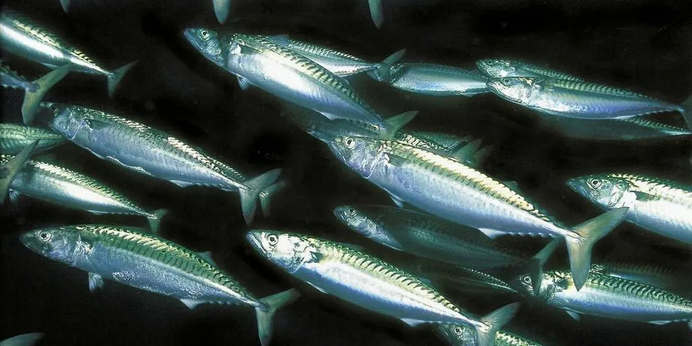 OPPVARMING: 1,5 grader oppvarming få alvorlige konsekvenser for verdens fiskerier. Mange fiskearter som makrellen, kan legge på svøm mot polene på grunn av oksygenmangel som følge av global oppvarming, mener forskerne.Foto: Rudolf Svendsen