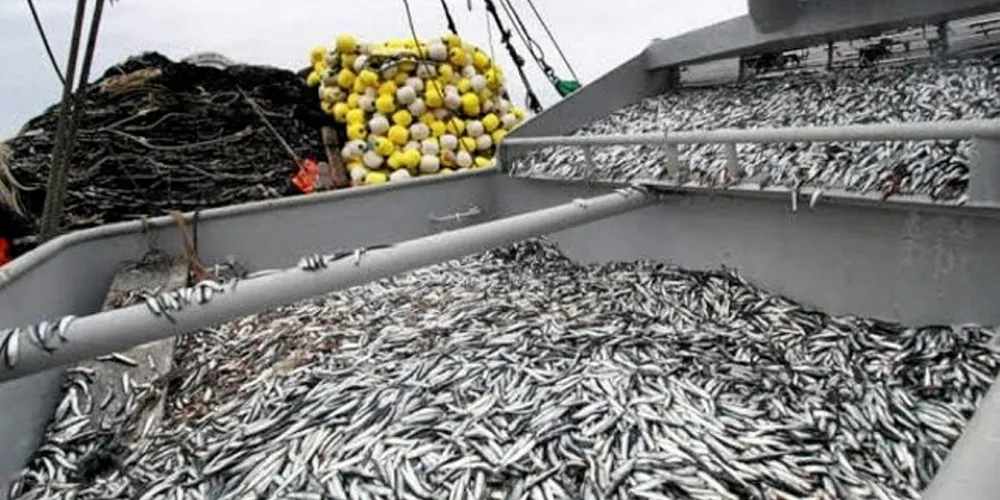 Hopes for a resumption of anchovy fishing appear to fading from day to day.