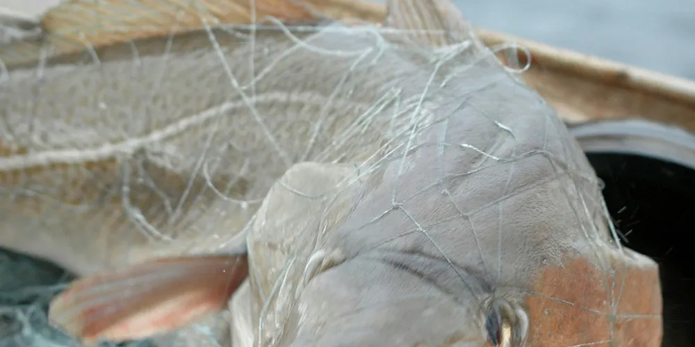 OPPSVING: Årets Borgundfjordfiske er bedre enn på mange år, men yrkesfiskerne må fange de store ruggene utenfor gytefeltene i fjorden.