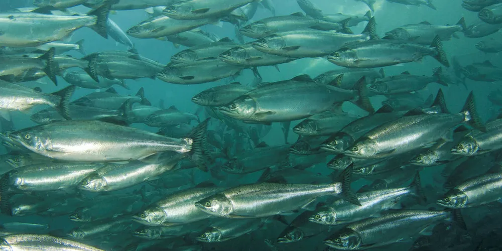 Atlantic salmon swimming.