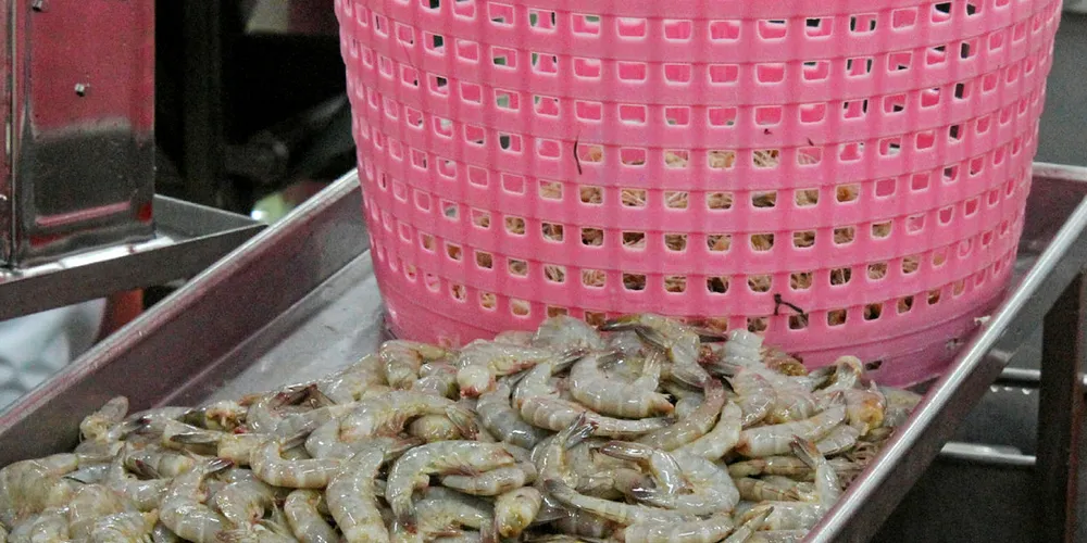 Thai shrimp sector implements Aqua-Spark backed disease prevention tech