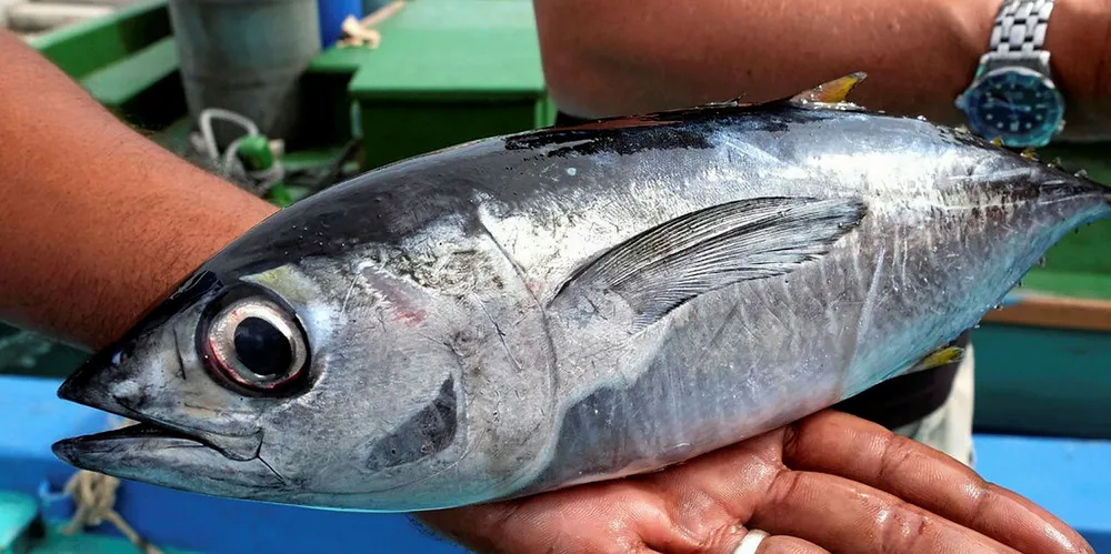 Yellowfin tuna stocks threatened.