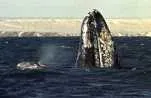 Whale of a time for Brazil