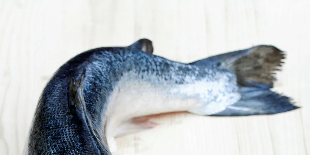 Atlantic Sapphire plans to harvest the first fish from its Miami facility in 2020.