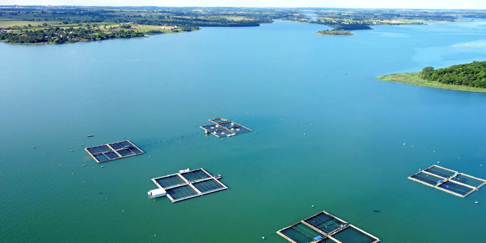 Geneseas plans on continued growth in tilapia production.