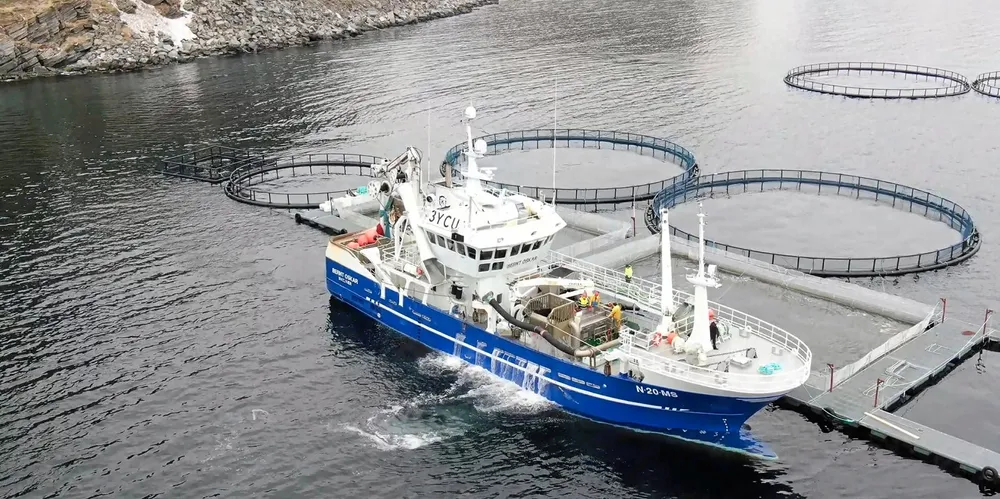 Levendefangst med «Bernt Oskar» utenfor Havøysund. Torsk overføres fra båten til merdene for levendelagring. I fjor var det en merverdi på 3,68 kroner per kilo for dem som fisket på levendebonusordningen.
