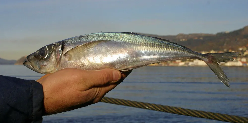 ICES says horse mackerel stock are in solid shape.