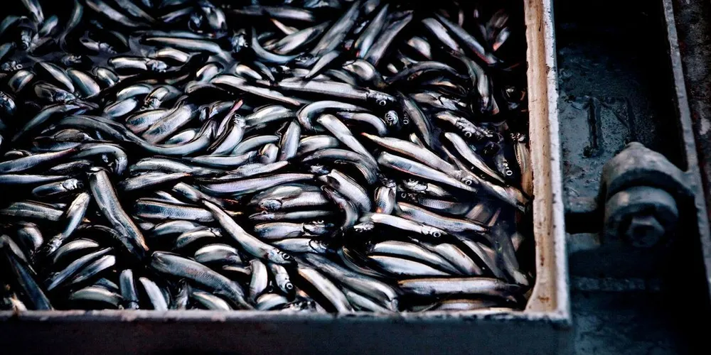 Norges Sildesalgslag håper de første innmeldingene på lodda kommer i løpeet av 24 timer. Ill.foto: Anita Arntzen