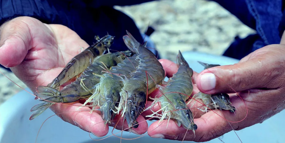 Shrimp prices are firming, according to US suppliers.