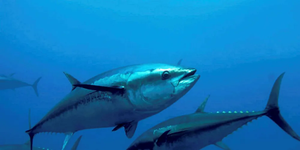 Usufuku Honten of Japan is seeking Marine Stewardship Council (MSC) certification for its bluefin tuna longline fishery.