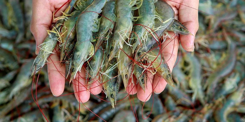 . shrimp.