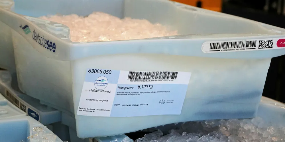 This fresh halibut will spend less than 24 hours at the Deutsche See facilities.