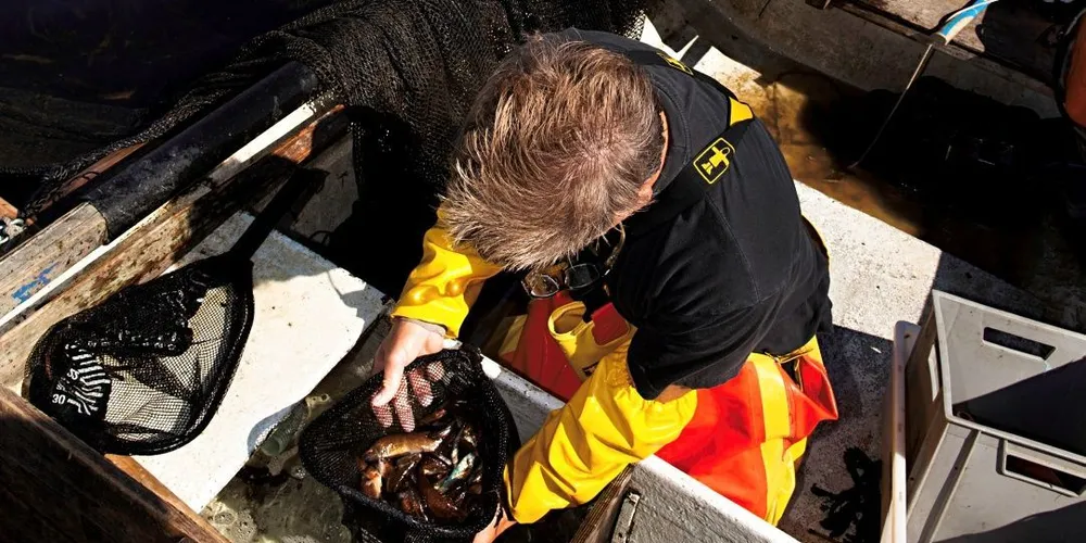 Fiskerne FBFI har snakket med mener at deltakelsen i leppefiskfisket må begrenses. Illustrasjonsfoto: Per Thrana, DN