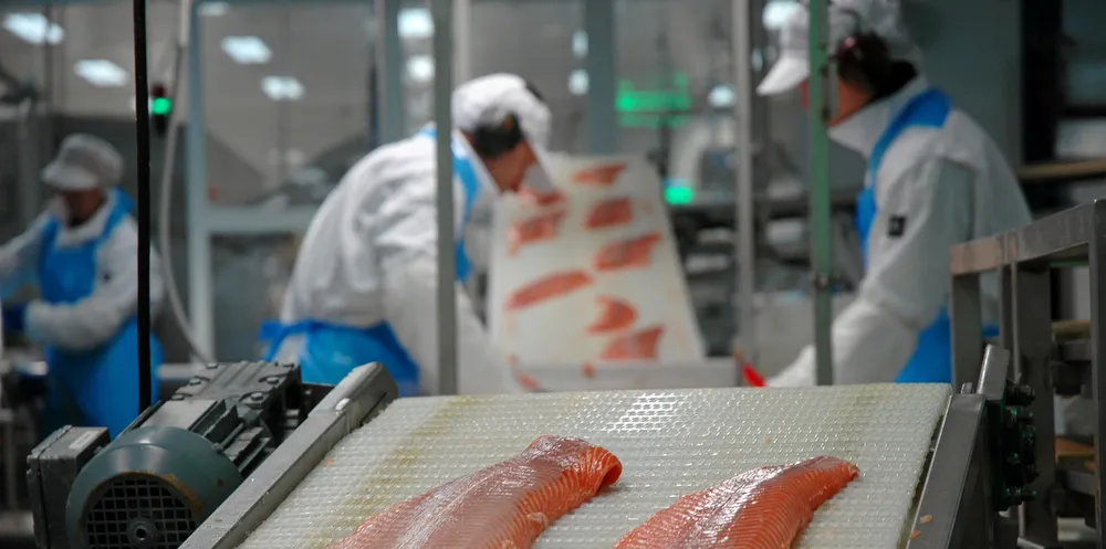 Salmon prices for the largest fish will probably go down somewhat next week.