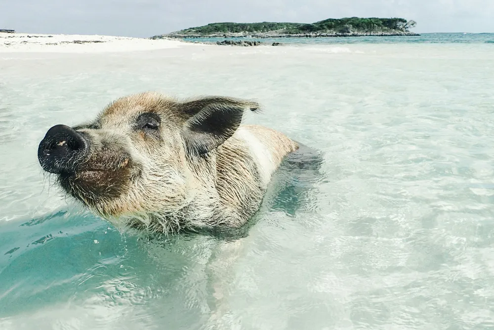 Ex-Mowi CEO Alf-Helge Aarskog compared land-based salmon farming to the idea of sea-based pork production.