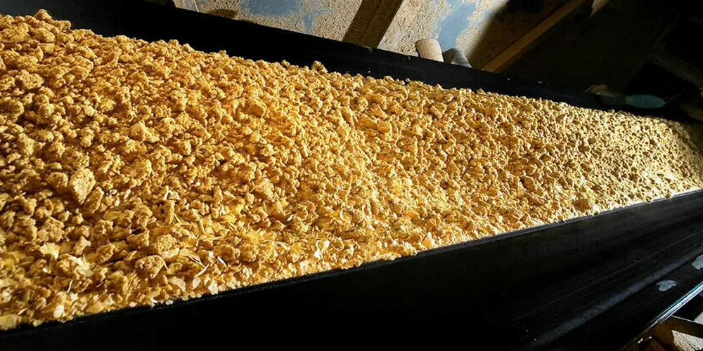 Salmon, feed sector investigate slave labor, deforestation allegations against Brazil soy suppliers