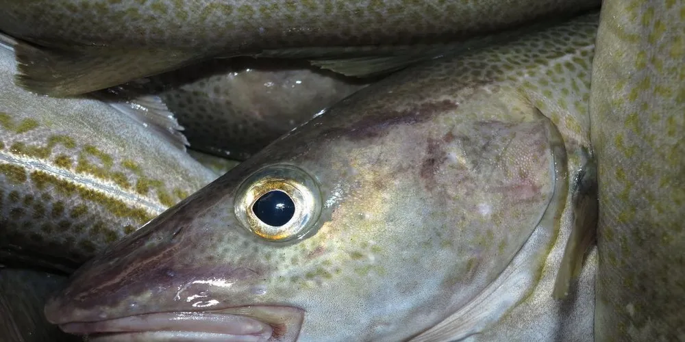 Oppvarming av Polhavet vil føre til at fisk i Atlanterhavet og Stillehavet i løpet av det neste århundret vil krysse veier, spår forskere. Ill.foto: Mia Kanstad Kulseng