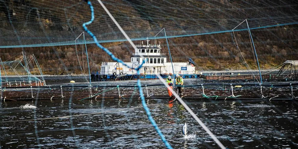 LEGEMIDDEL: Fiskeridirektoratet vil ha auka merksemd på oppdrettsanlegg og legemiddelbruk i nærleiken av rekefelt.
