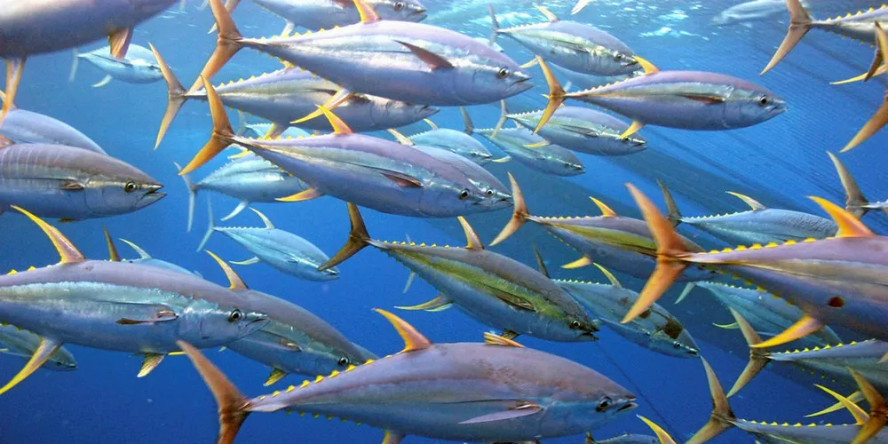 Tropical yellowfin tuna.