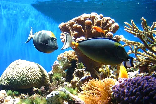 Under the sea: CT technology is better down where it is wetter