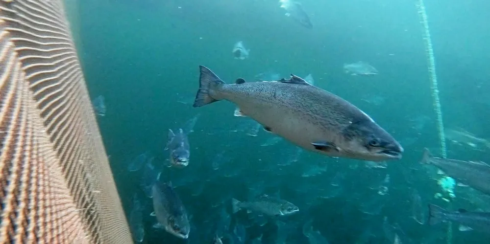 The suspected site houses 840,000 salmon (approximately 2,400 metric tons) with an average weight of 2.9 kilos.