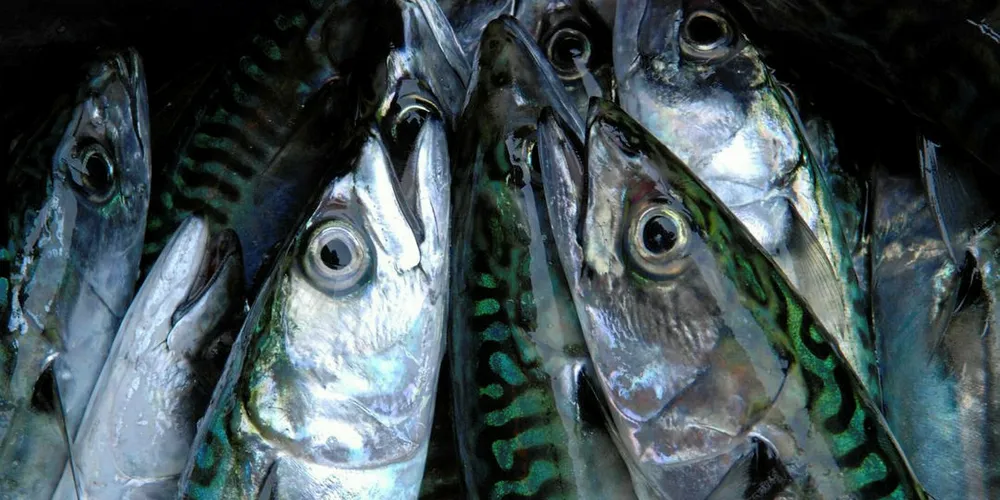 Mackerel made up the majority of landings.